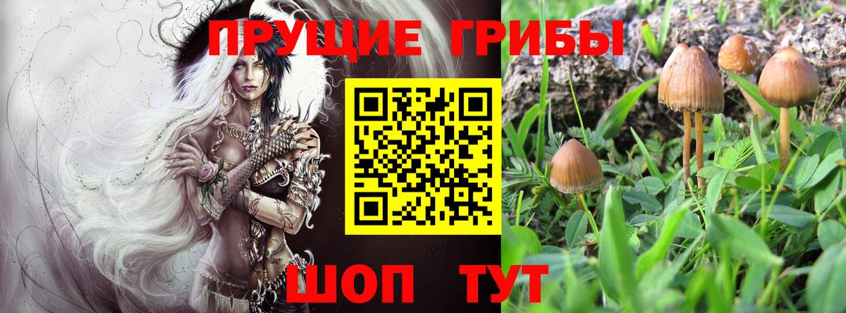 Кольчугино  Псилоцибиновые грибы GOLDEN TEACHER  Вход с VPN 
